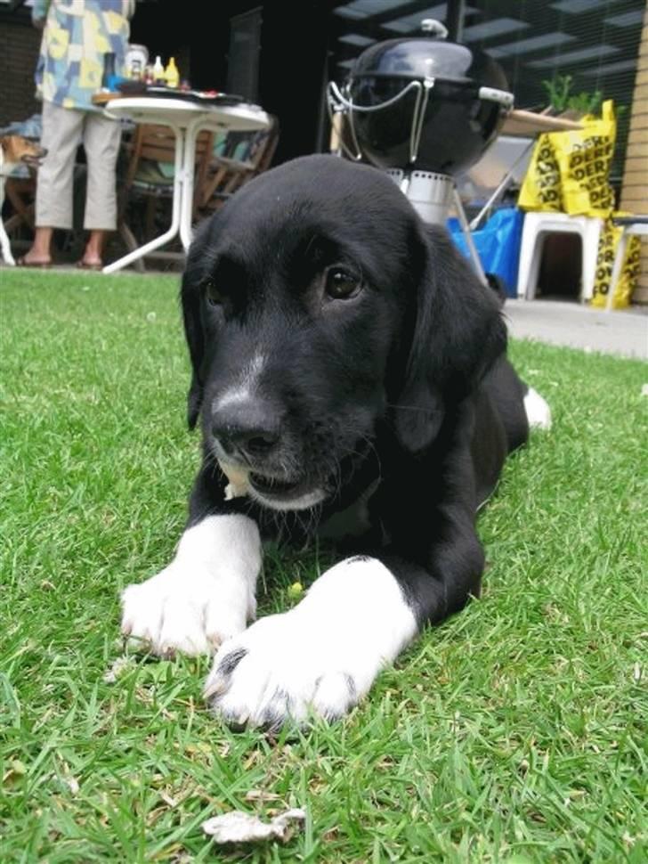 Labrador retriever Balder *Bassen* billede 16