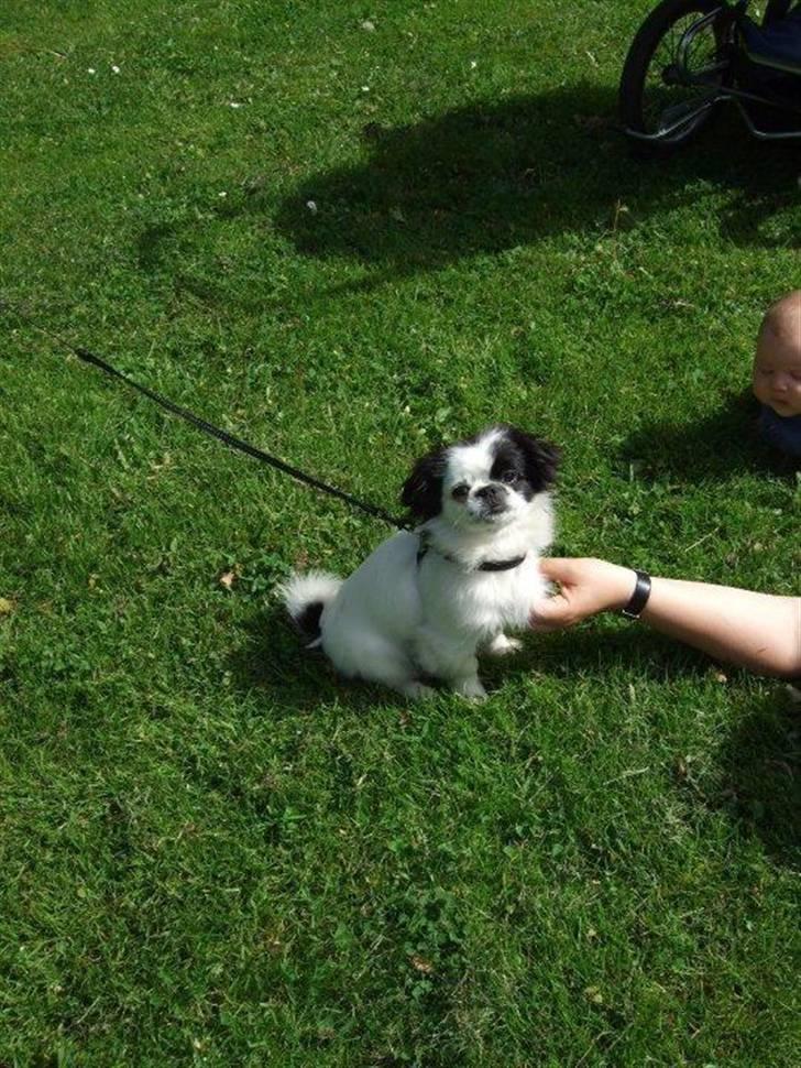 Japanese Tipo - Så sød jeg er :-) billede 5