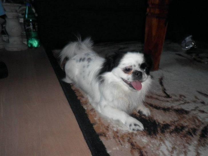 Japanese Tipo - Rækker tunge af dig mor :-) billede 11