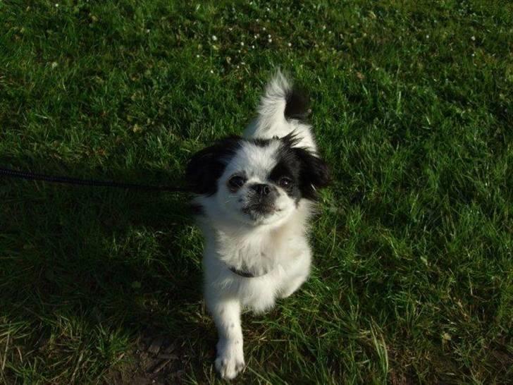 Japanese Tipo - Se hvor go jeg er til at stå pænt :-) billede 12