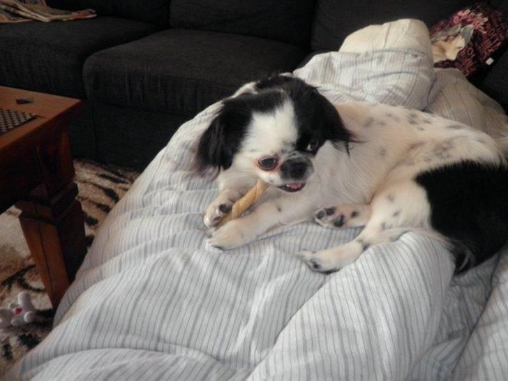 Japanese Tipo - Mums Det smager godt. billede 13