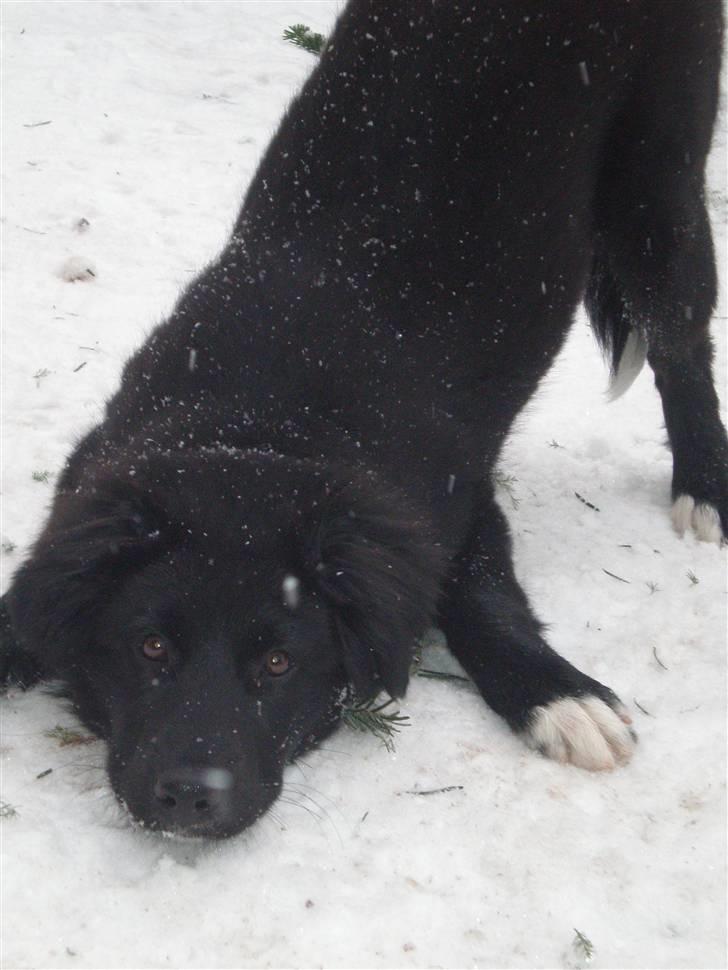 Blanding af racer Nønne billede 1