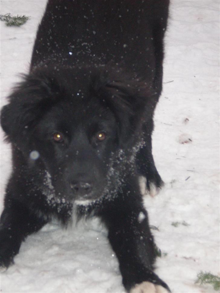 Blanding af racer Nønne billede 2