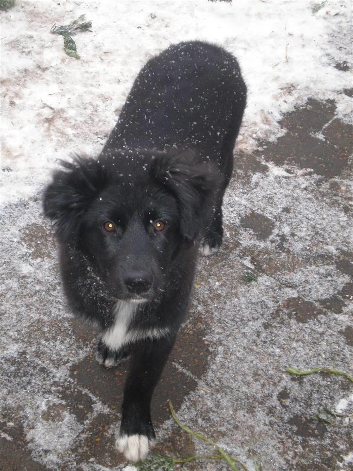 Blanding af racer Nønne billede 3