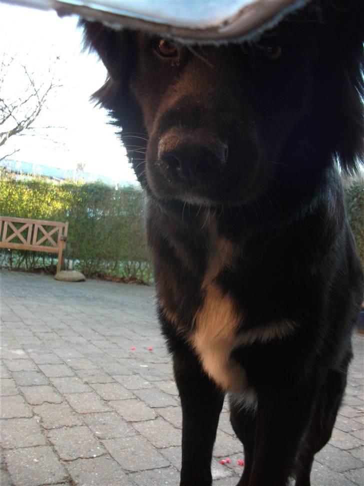 Blanding af racer Nønne billede 4