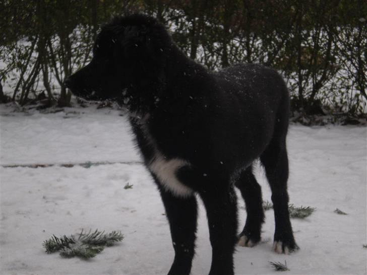 Blanding af racer Nønne billede 6