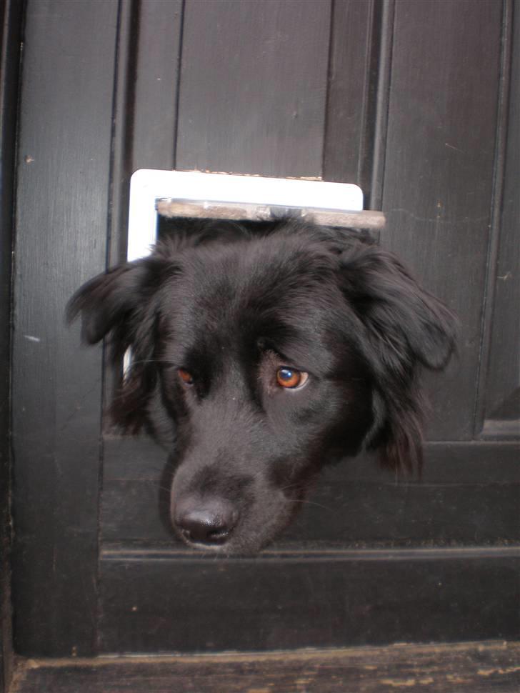 Blanding af racer Nønne billede 7