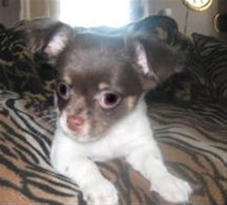 Blanding af racer Bertram billede 1