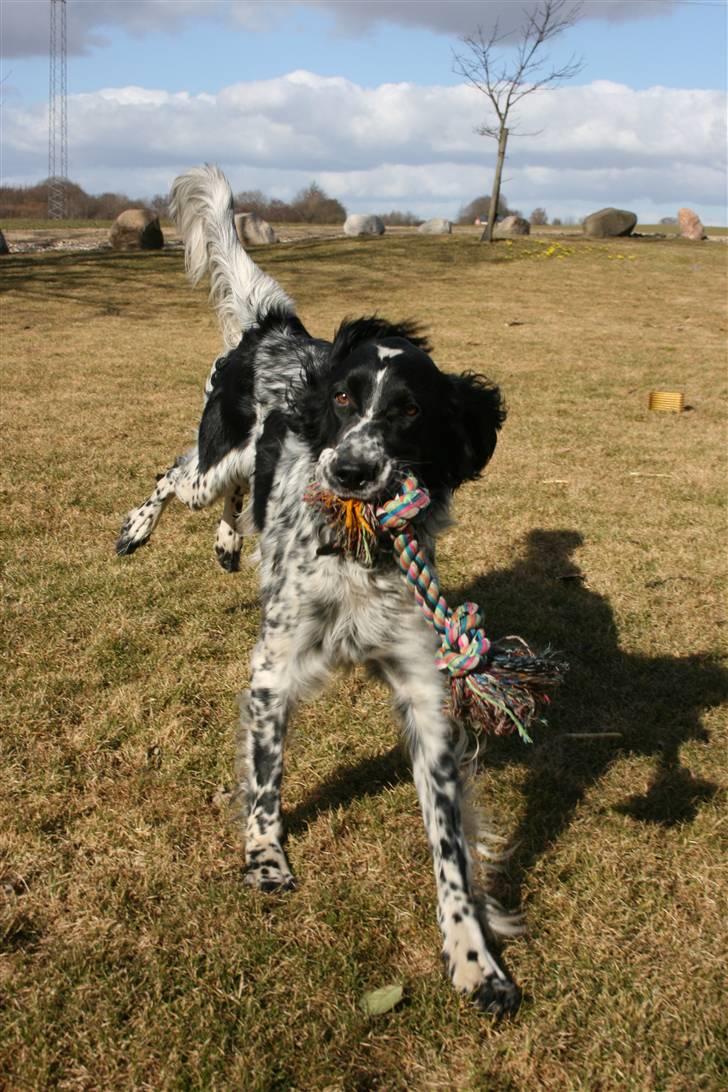 Engelsk setter Sascha billede 2