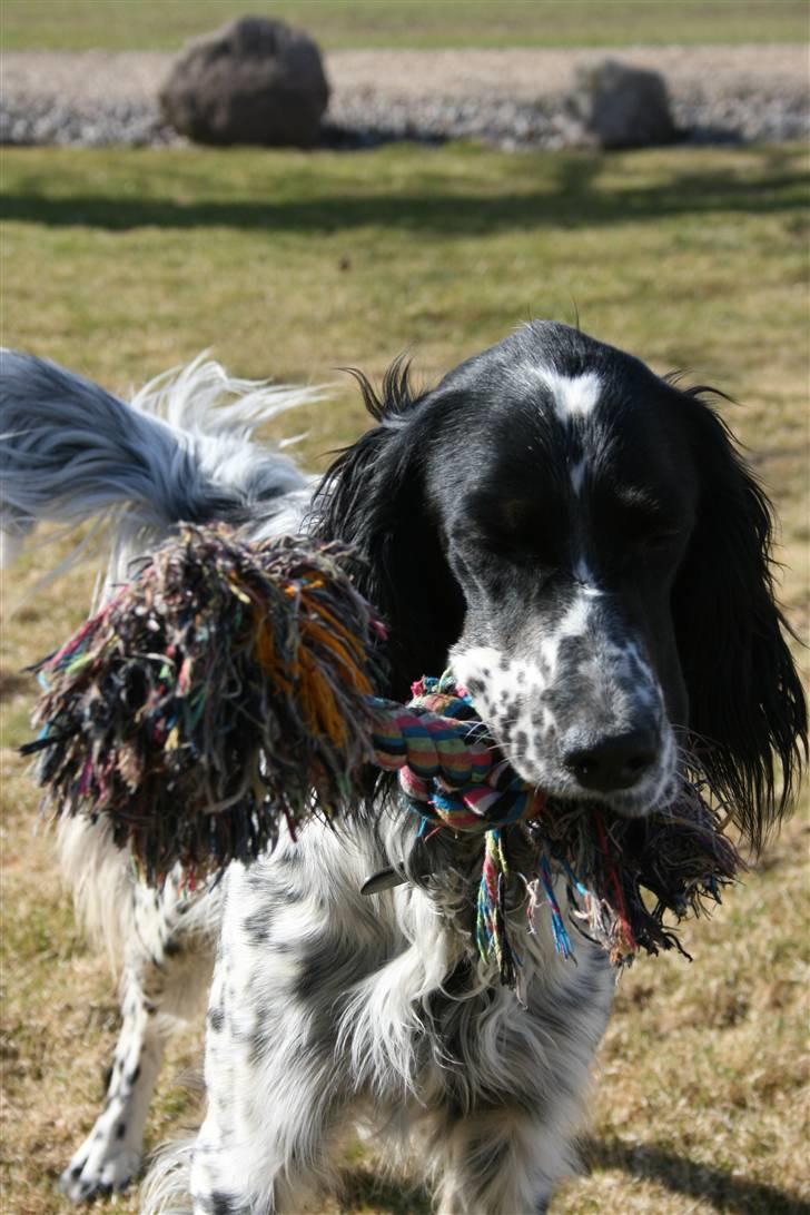 Engelsk setter Sascha billede 3