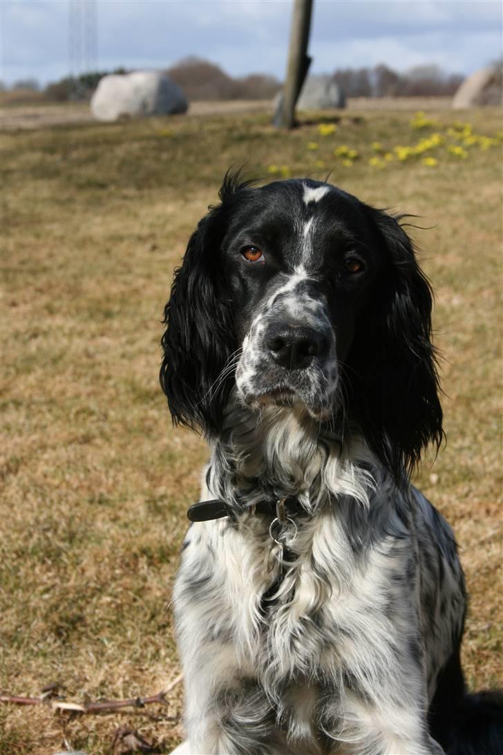 Engelsk setter Sascha billede 5
