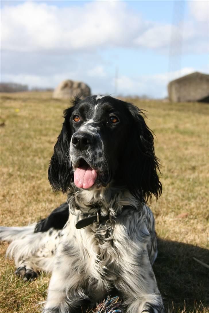 Engelsk setter Sascha billede 6