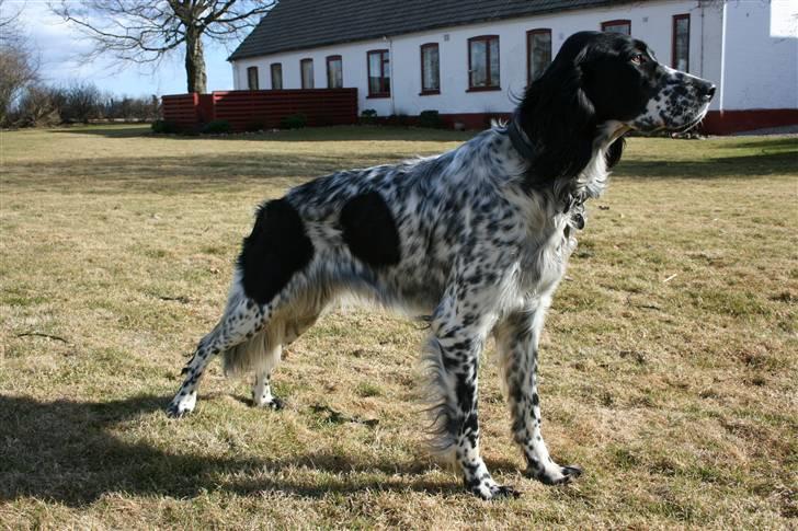 Engelsk setter Sascha billede 7
