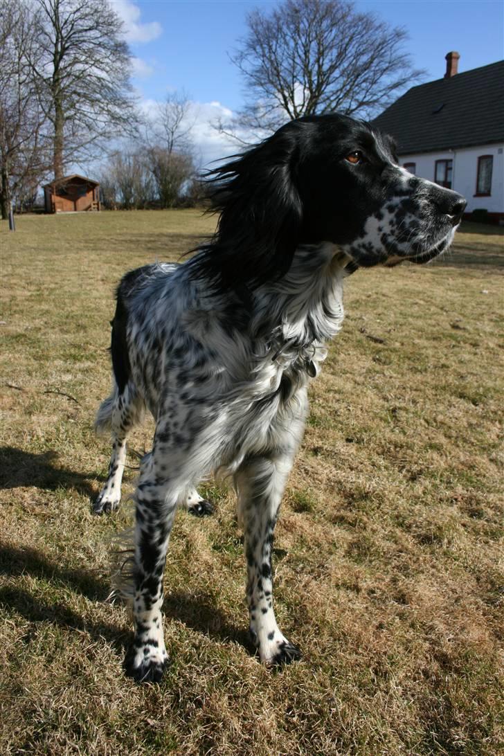 Engelsk setter Sascha billede 10