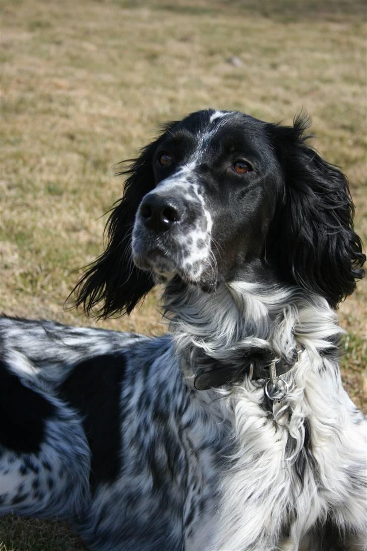 Engelsk setter Sascha billede 11
