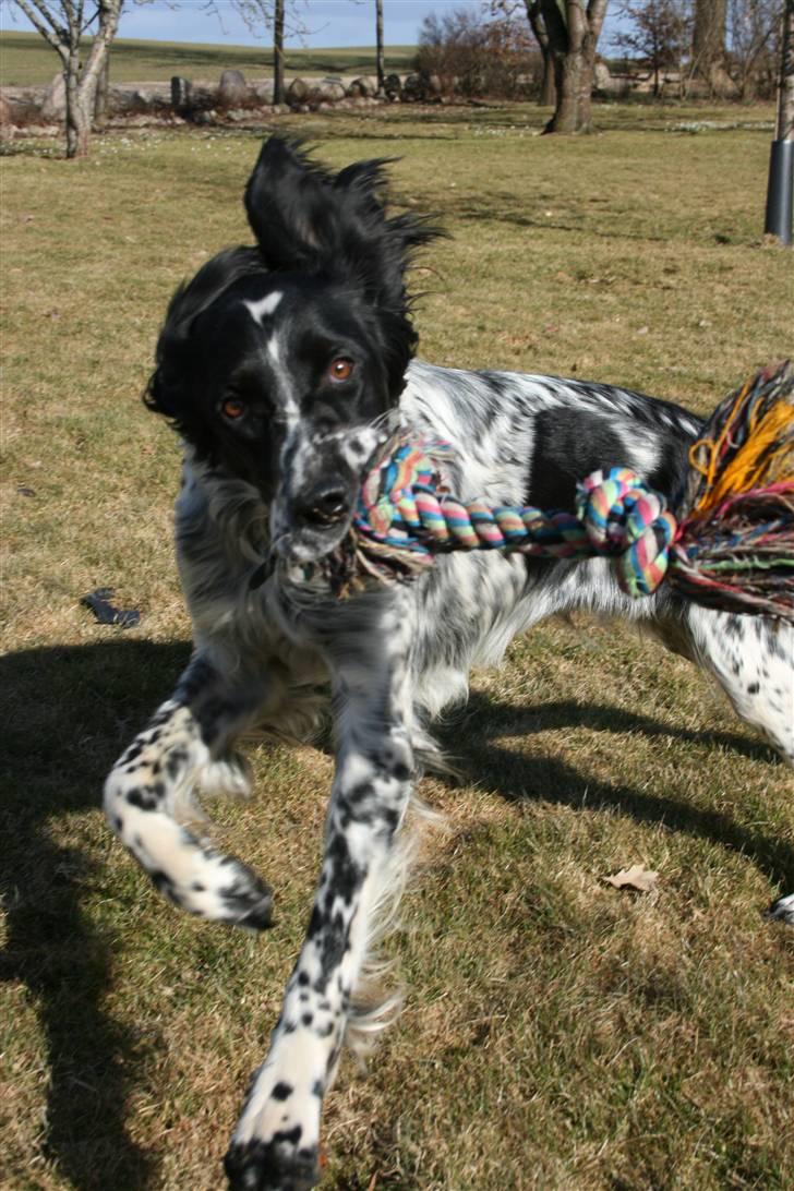 Engelsk setter Sascha billede 12