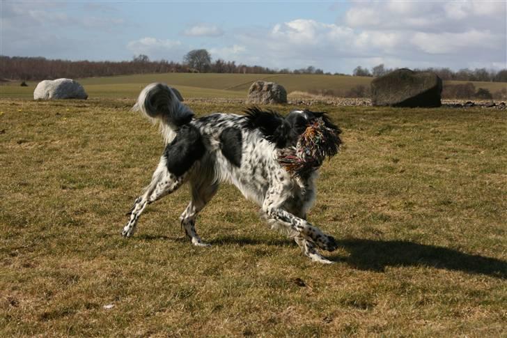 Engelsk setter Sascha billede 13