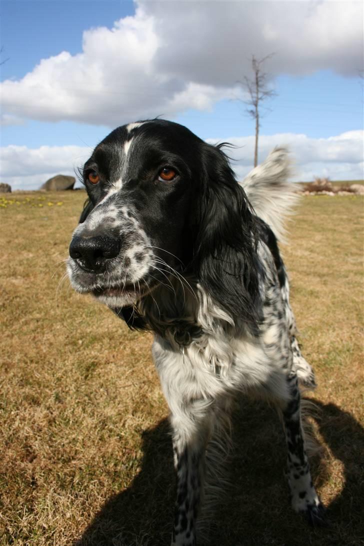 Engelsk setter Sascha billede 14