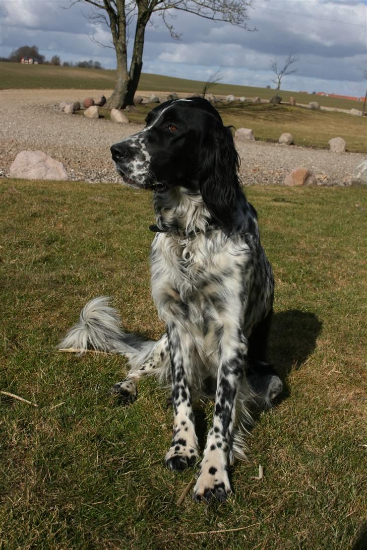 Engelsk setter Sascha billede 15