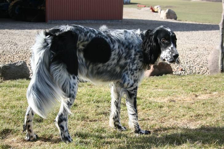 Engelsk setter Sascha billede 16