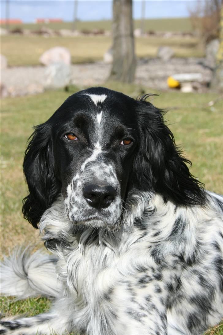 Engelsk setter Sascha billede 17