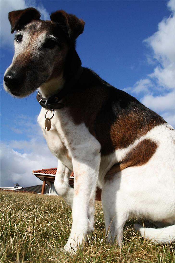 Glathåret foxterrier Ricko - Et eller andet kan jeg nu godt lide ved billedet. - Billede taget og redigeret af mig. billede 5