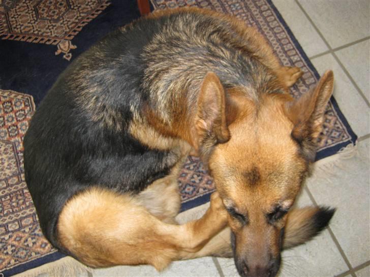 Schæferhund Marco -Champ- - 1) Velkommen Til Marco´s Profil, Undskyld Nogle af billed kvaliteterne :) (Foto: Miiig) billede 1