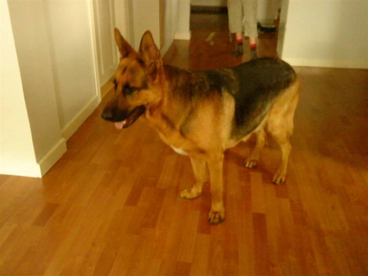 Schæferhund Marco -Champ- - 2) En Gloende marco! :D (Foto: Miig) billede 2