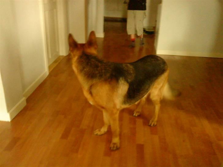 Schæferhund Marco -Champ- - 3) En Gloende marco igen! :D (Foto: mig) billede 3