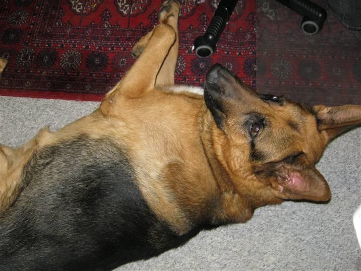 Schæferhund Marco -Champ- - 4) Marco Tænker" Jeg Vil have Min BOLD!" :D Den er da lige der :p (Foto: Mig) billede 4