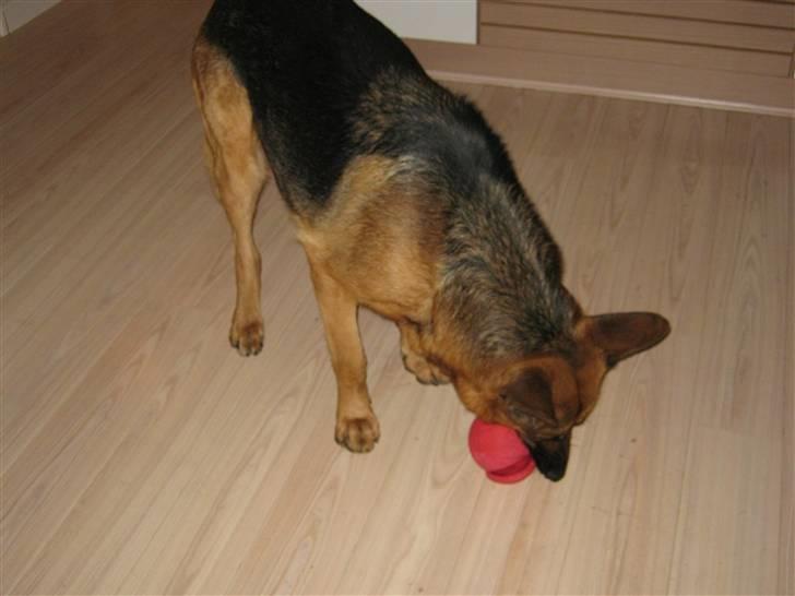 Schæferhund Marco -Champ- billede 5