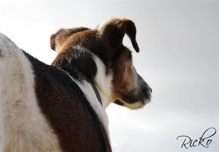 Glathåret foxterrier Ricko - Nom nom nom! Himlen er lidt overskyet, men synes det giver en fin effekt! (: - Billede taget af mig. billede 6