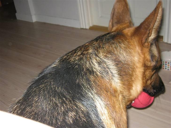 Schæferhund Marco -Champ- billede 6