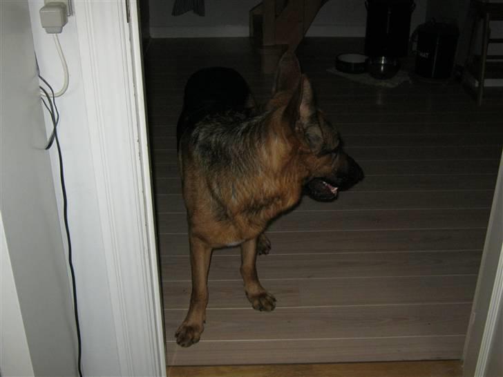 Schæferhund Marco -Champ- billede 7