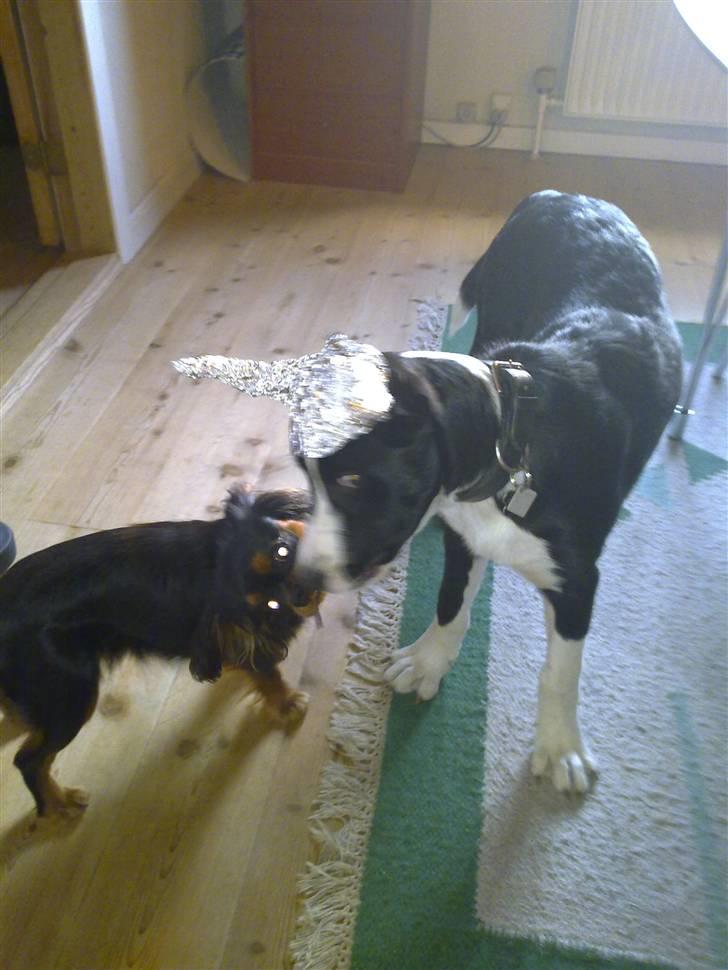 Blanding af racer Diva - Tyre-fight :0) billede 10