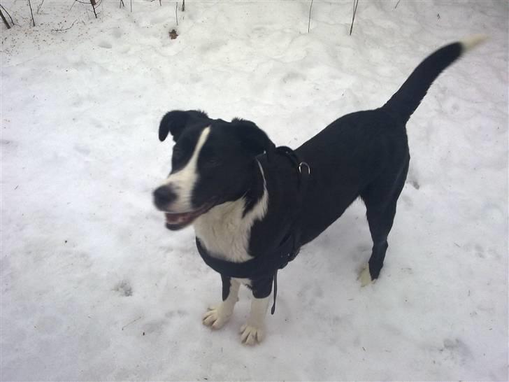 Blanding af racer Diva billede 11