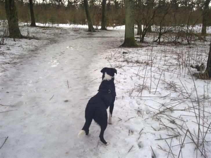 Blanding af racer Diva billede 12