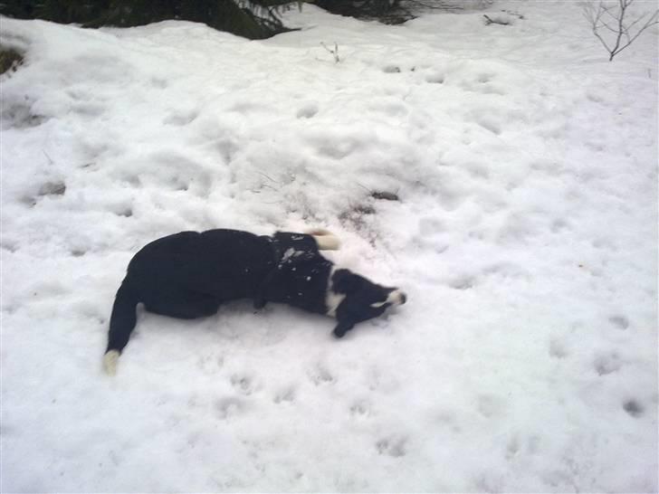 Blanding af racer Diva - Weeeeeeee, sne er bare det fedeste, ever!!!!!!!! billede 13