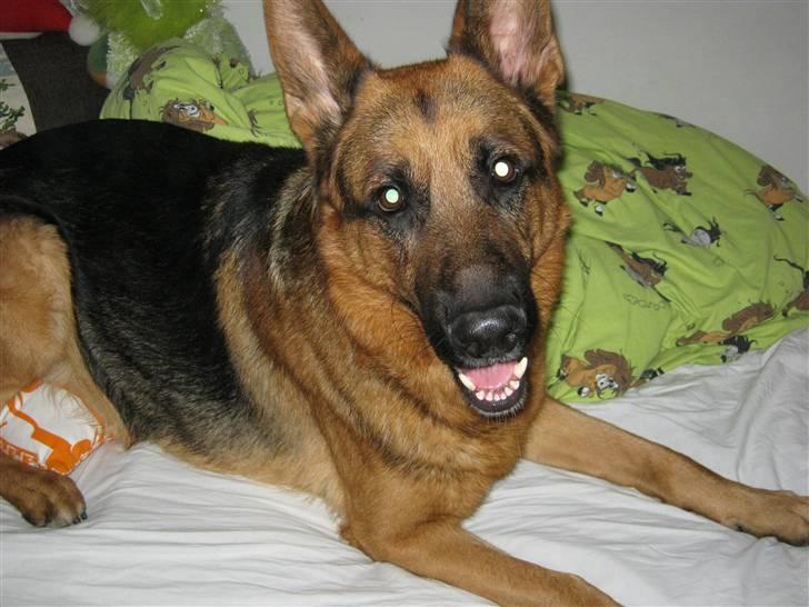 Schæferhund Marco -Champ- billede 8