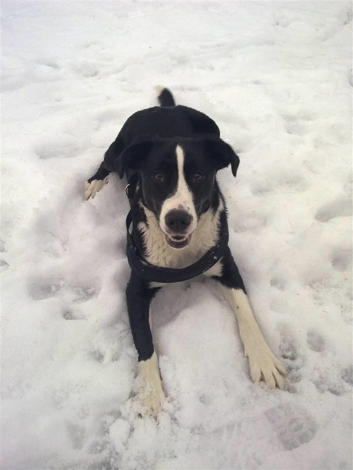 Blanding af racer Diva billede 14