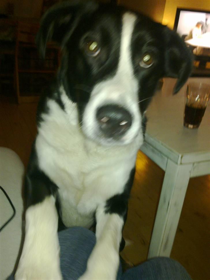 Blanding af racer Diva - Jeg kan stadig ligne Dobby fra Harry Potter ;0) billede 15