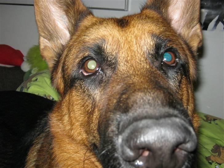 Schæferhund Marco -Champ- billede 9