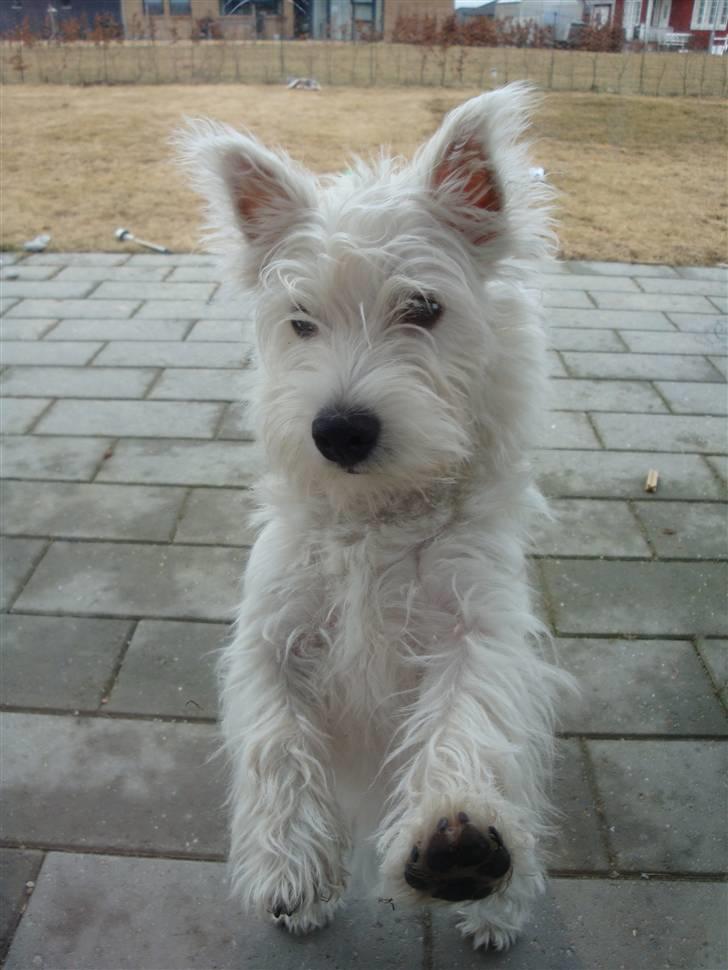 West highland white terrier Bellis billede 8