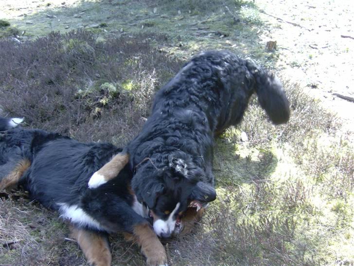 Berner sennenhund Indy billede 11