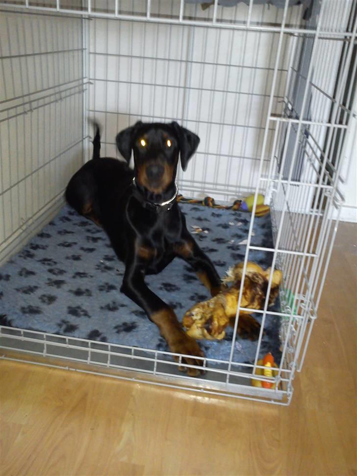 Dobermann Dobergaarden F. El Diablo - Viser stolt sit fine kødben  billede 1