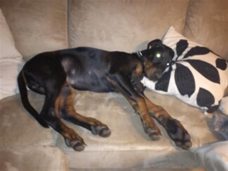 Dobermann Dobergaarden F. El Diablo - Man snupper da lige en lur hehe billede 2