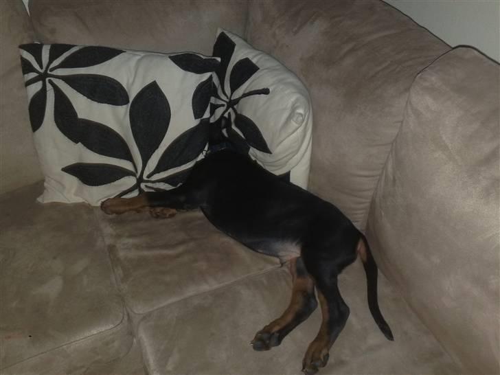 Dobermann Dobergaarden F. El Diablo billede 3