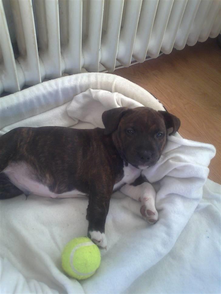 Blanding af racer Basse billede 1