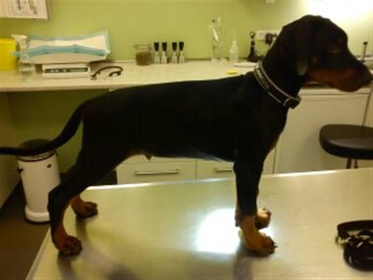 Dobermann Dobergaarden F. El Diablo - Første dyrlægetjek efter han kom hjem og sikke fin han står og viser sig frem :D billede 4