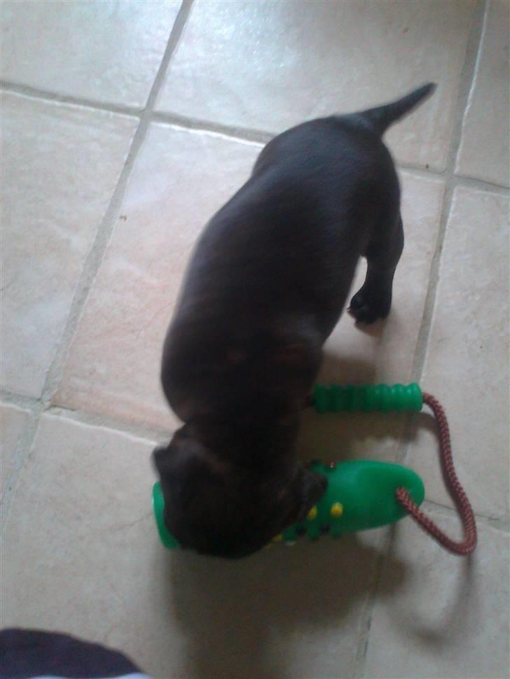 Blanding af racer Basse billede 2